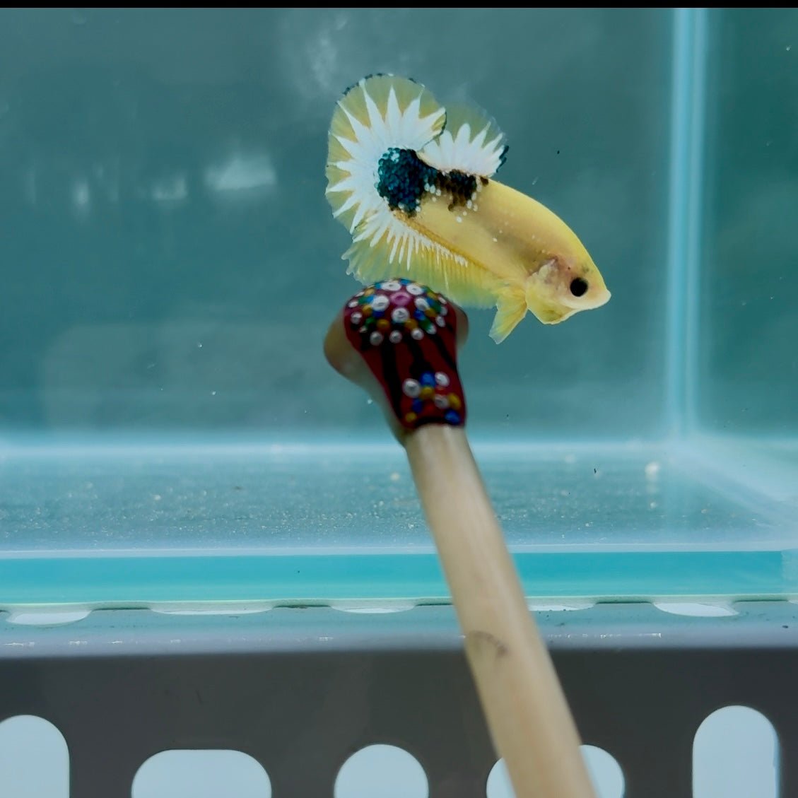 Yellow Fancy Copper Star S10 Plakat - Male Betta
