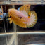 Yellow Fancy Copper White Star A03 Plakat - Male Betta