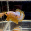 Yellow Fancy Copper White Star A03 Plakat - Male Betta