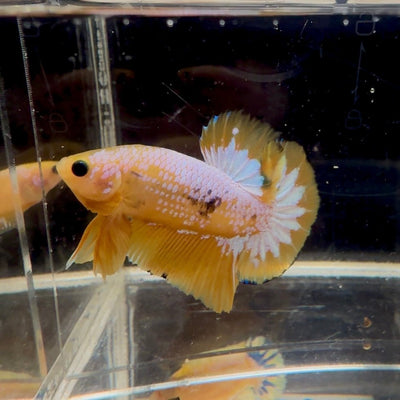 Yellow Fancy Copper White Star A03 Plakat - Male Betta