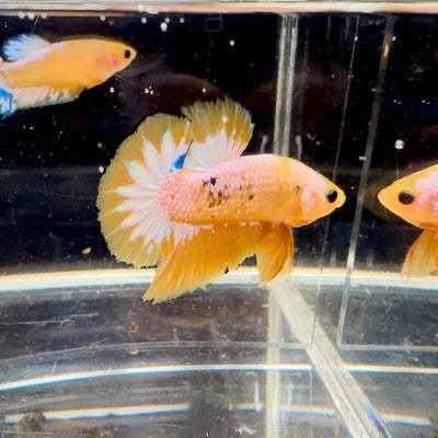 Yellow Fancy Copper White Star A03 Plakat - Male Betta