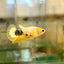 Yellow Fancy Hellboy Plakat - Female Betta 106