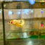 Yellow Fancy Hellboy Plakat - Female Betta 106