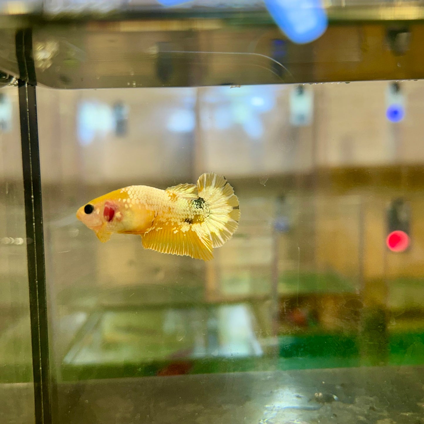 Yellow Fancy Hellboy Plakat - Female Betta 106