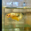 Yellow Fancy Hellboy Plakat - Female Betta 106