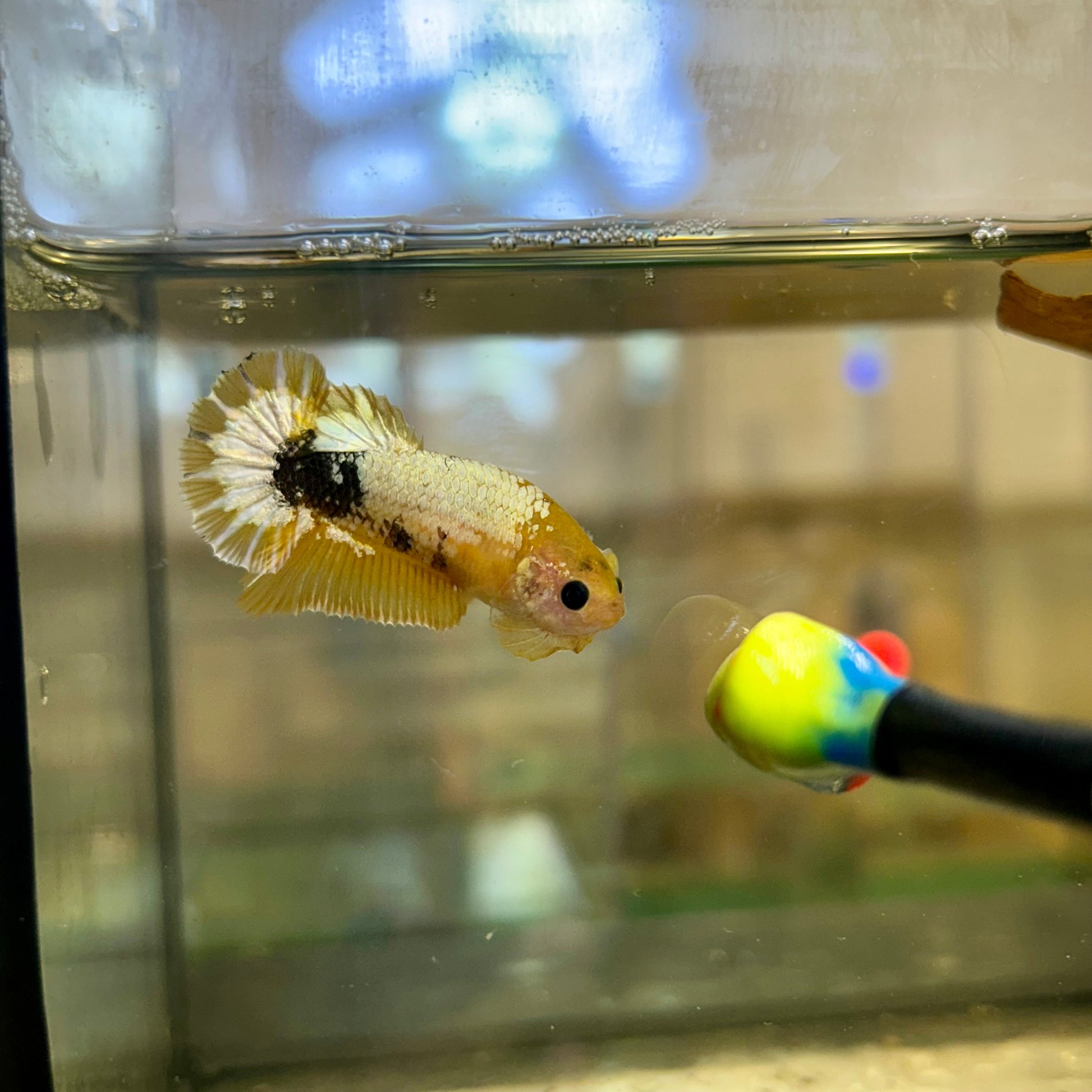 Yellow Fancy Hellboy Plakat - Female Betta 106