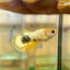 Yellow Fancy Hellboy Plakat - Female Betta 106