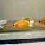 Yellow Fancy Hellboy Plakat - Female Betta 83