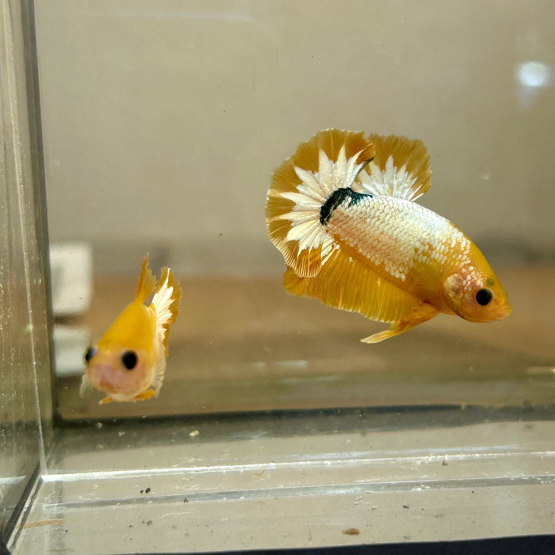 Yellow Fancy Hellboy Plakat - Female Betta 83