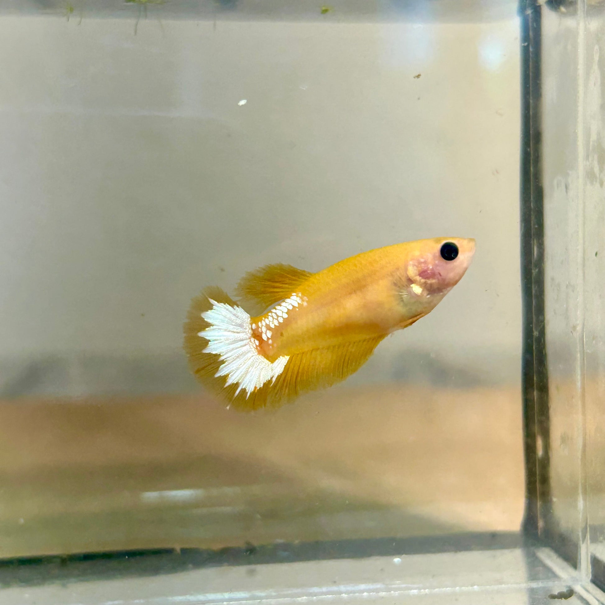 Yellow Fancy Hellboy Plakat - Female Betta 83