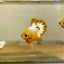 Yellow Fancy Star Plakat - Male Betta 170