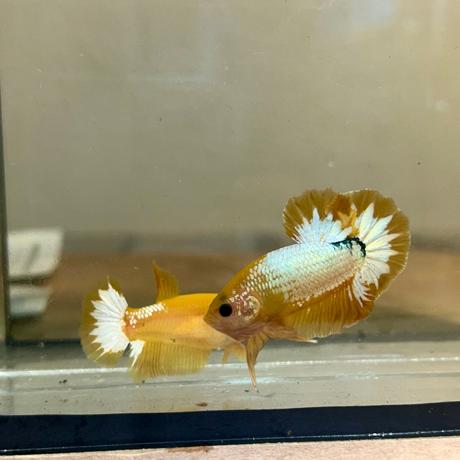 Yellow Fancy Star Plakat - Male Betta 170