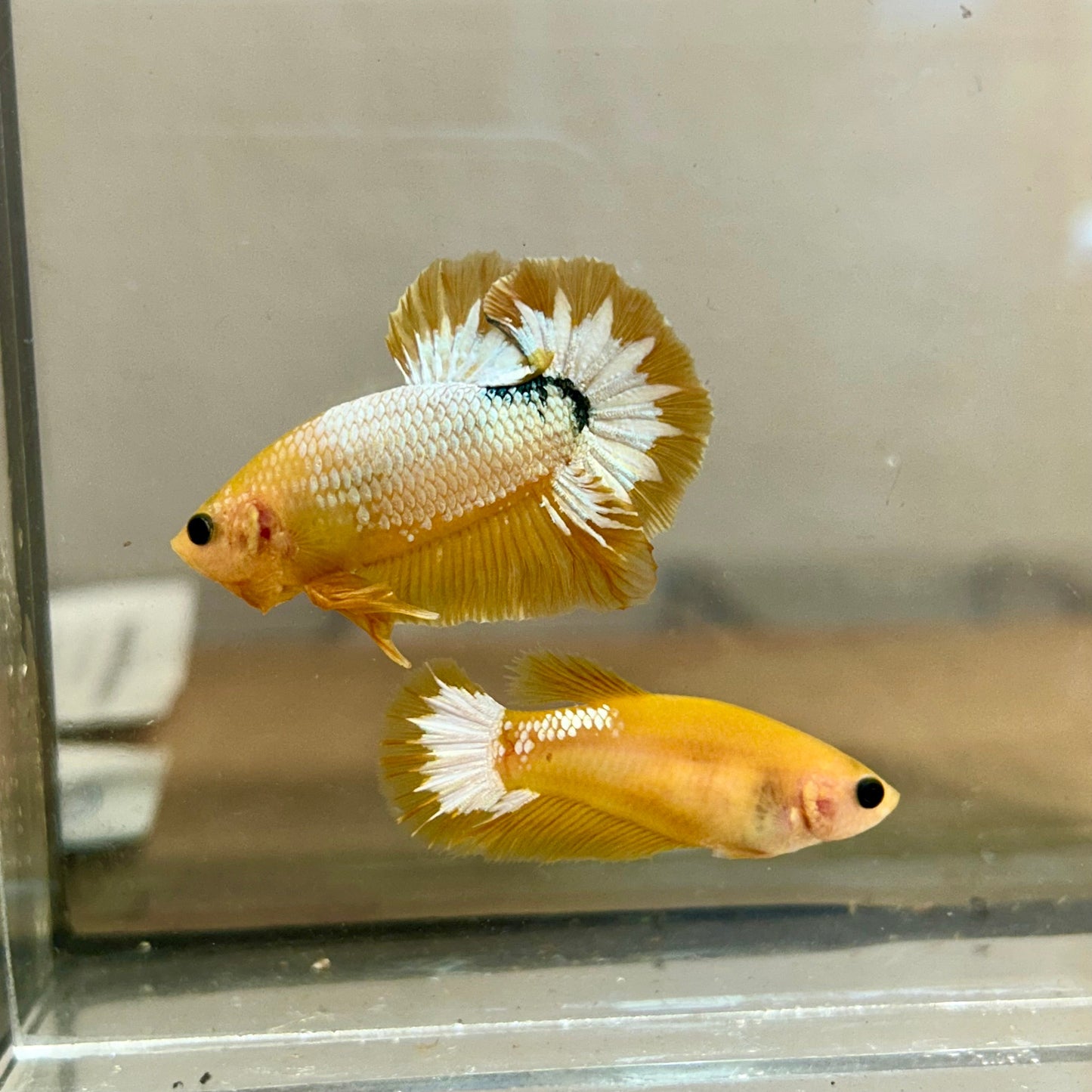 Yellow Fancy Star Plakat - Male Betta 170