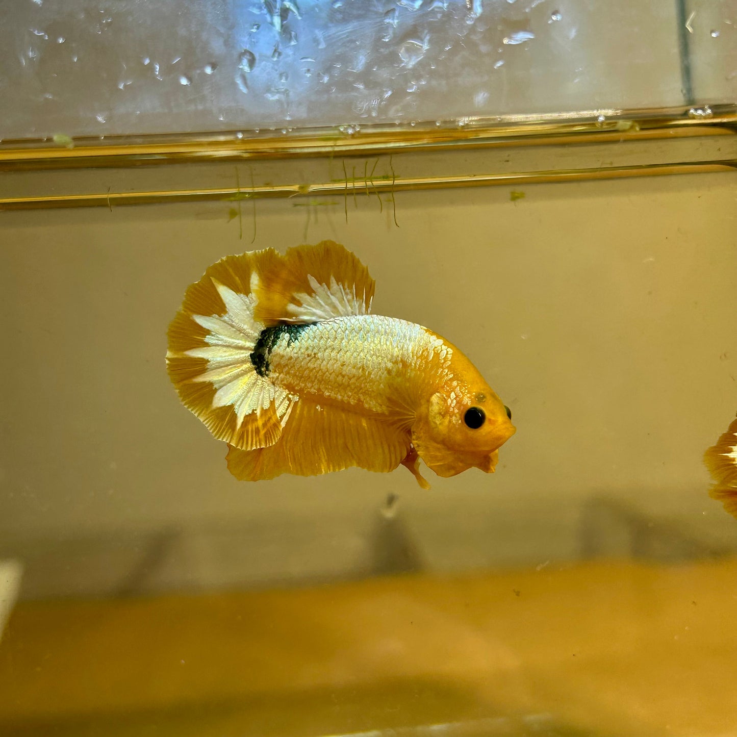 Yellow Fancy Star Plakat - Male Betta 170