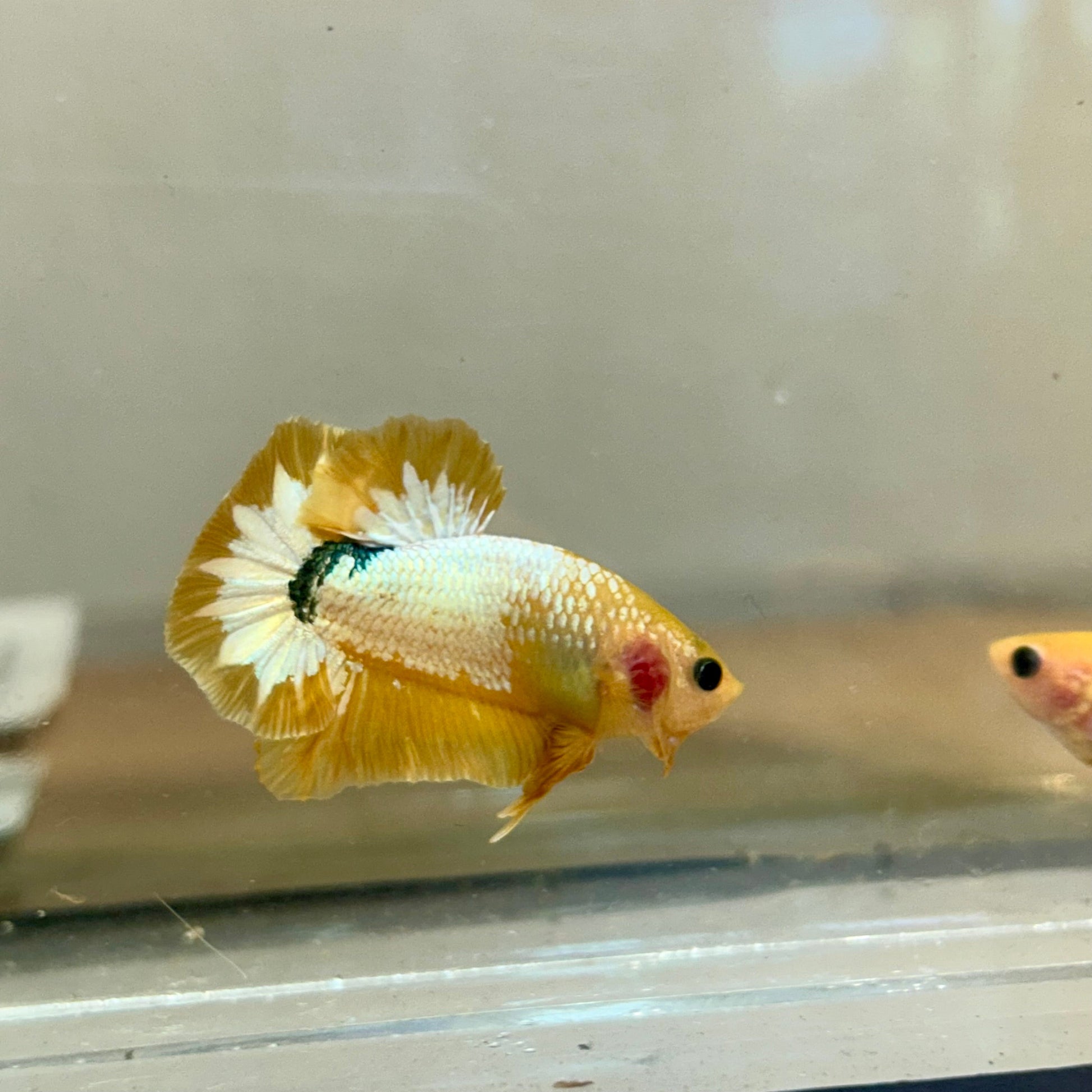 Yellow Fancy Star Plakat - Male Betta 170