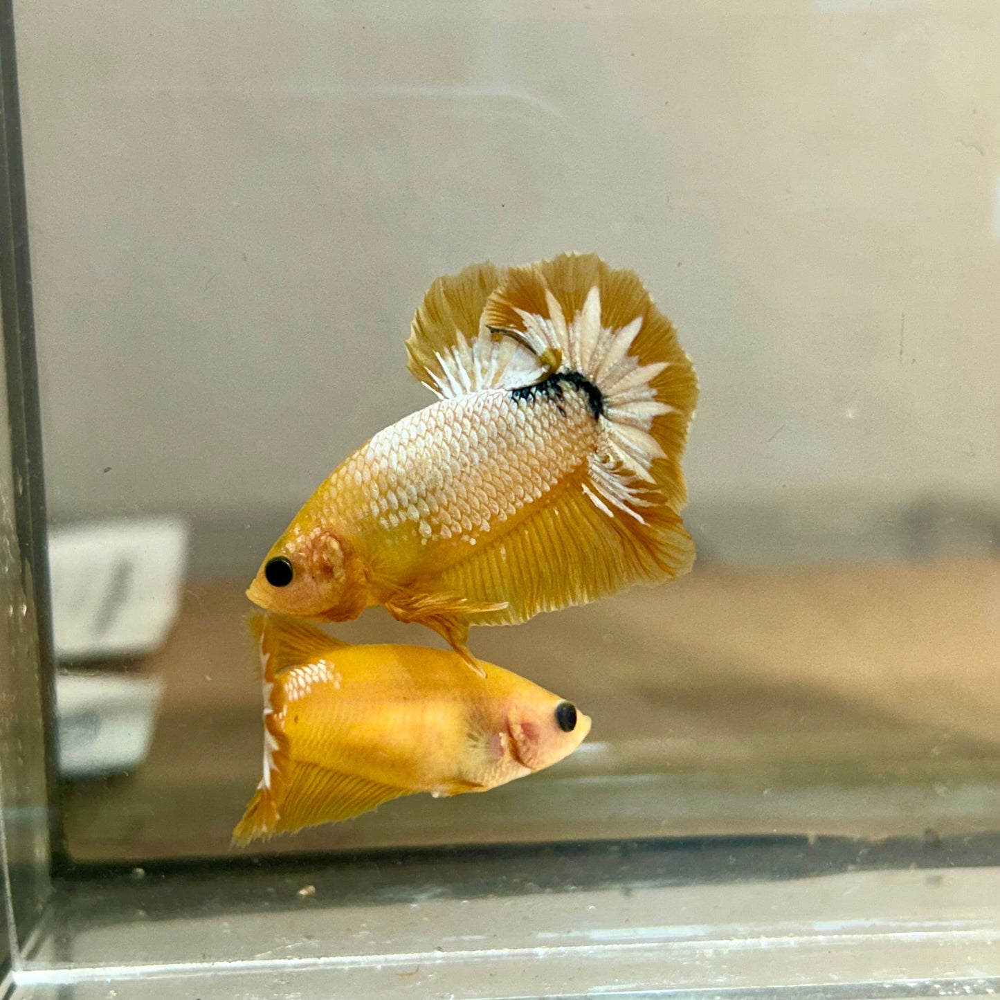 Yellow Fancy Star Plakat - Male Betta 170