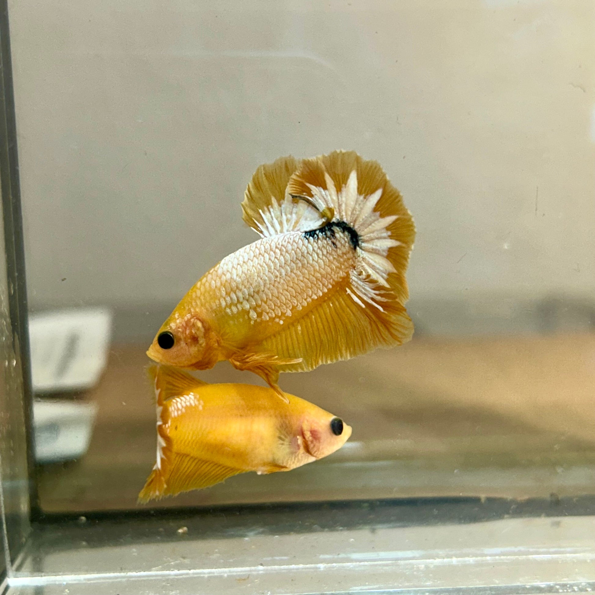 Yellow Fancy Star Plakat - Male Betta 170