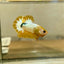 Yellow Fancy Star Plakat - Male Betta 170