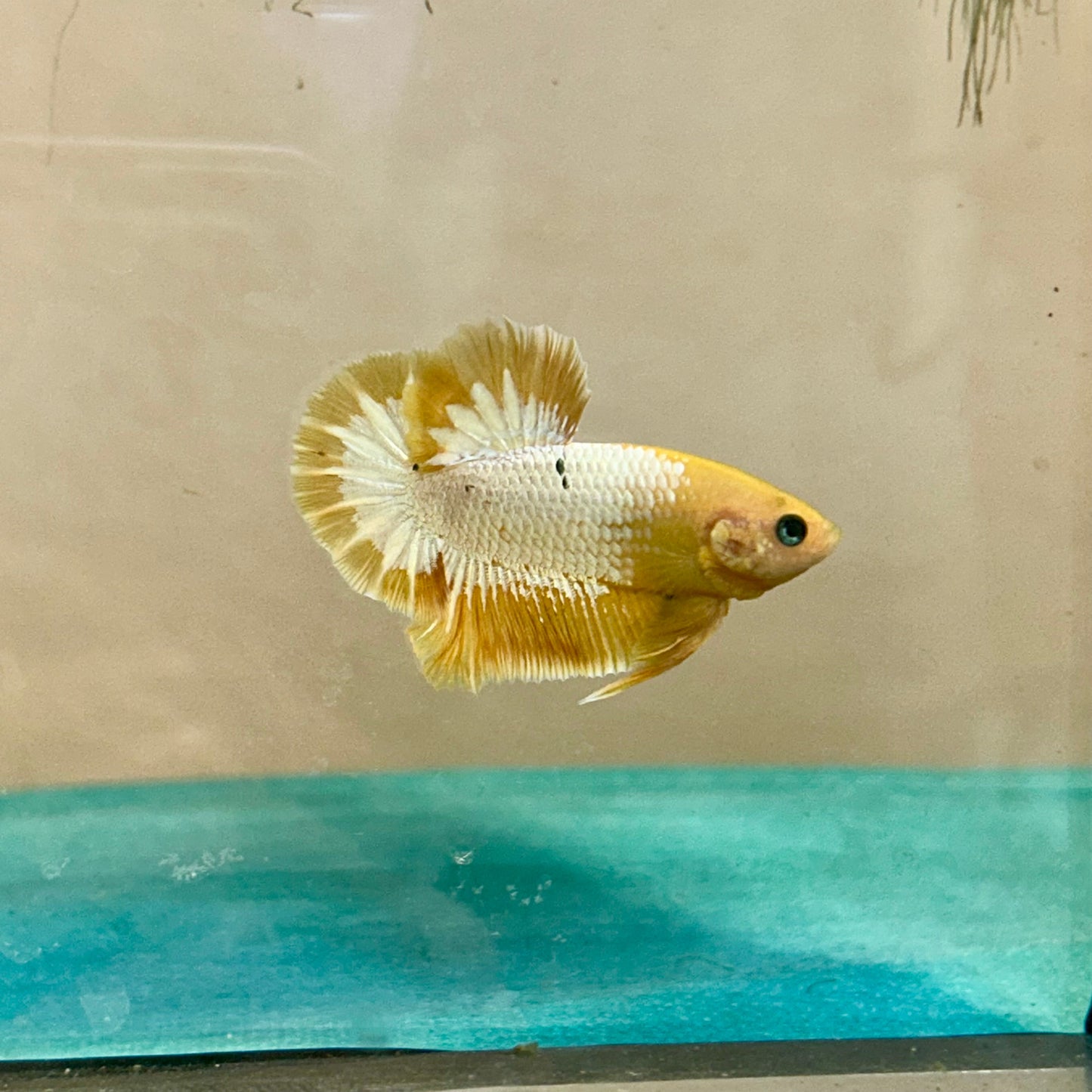 Yellow Fancy Star Plakat - Male Betta 92