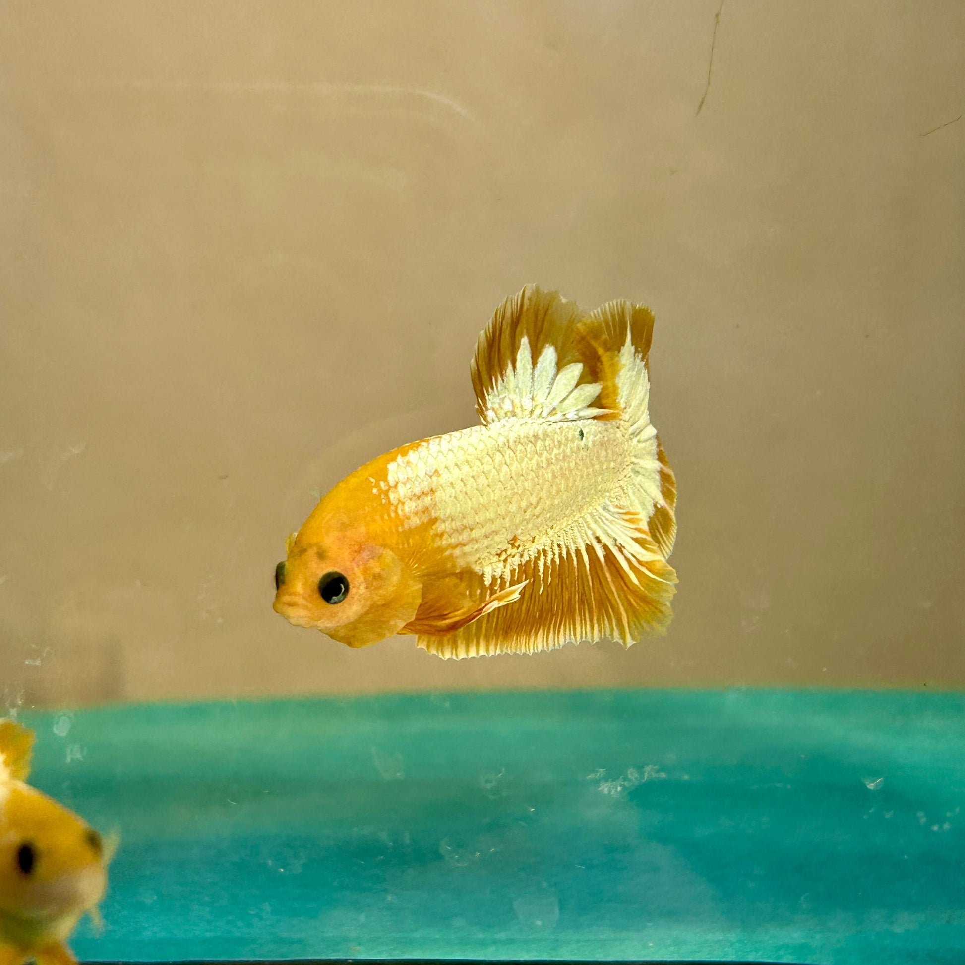 Yellow Fancy Star Plakat - Male Betta 92