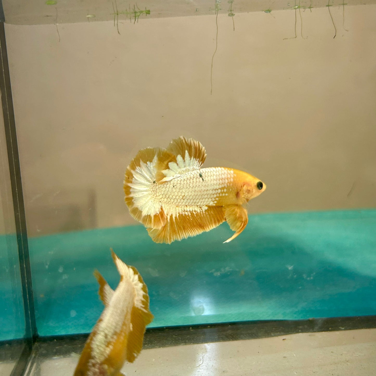 Yellow Fancy Star Plakat - Male Betta 92