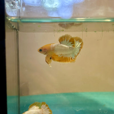 Yellow Fancy Star Plakat - Male Betta 92