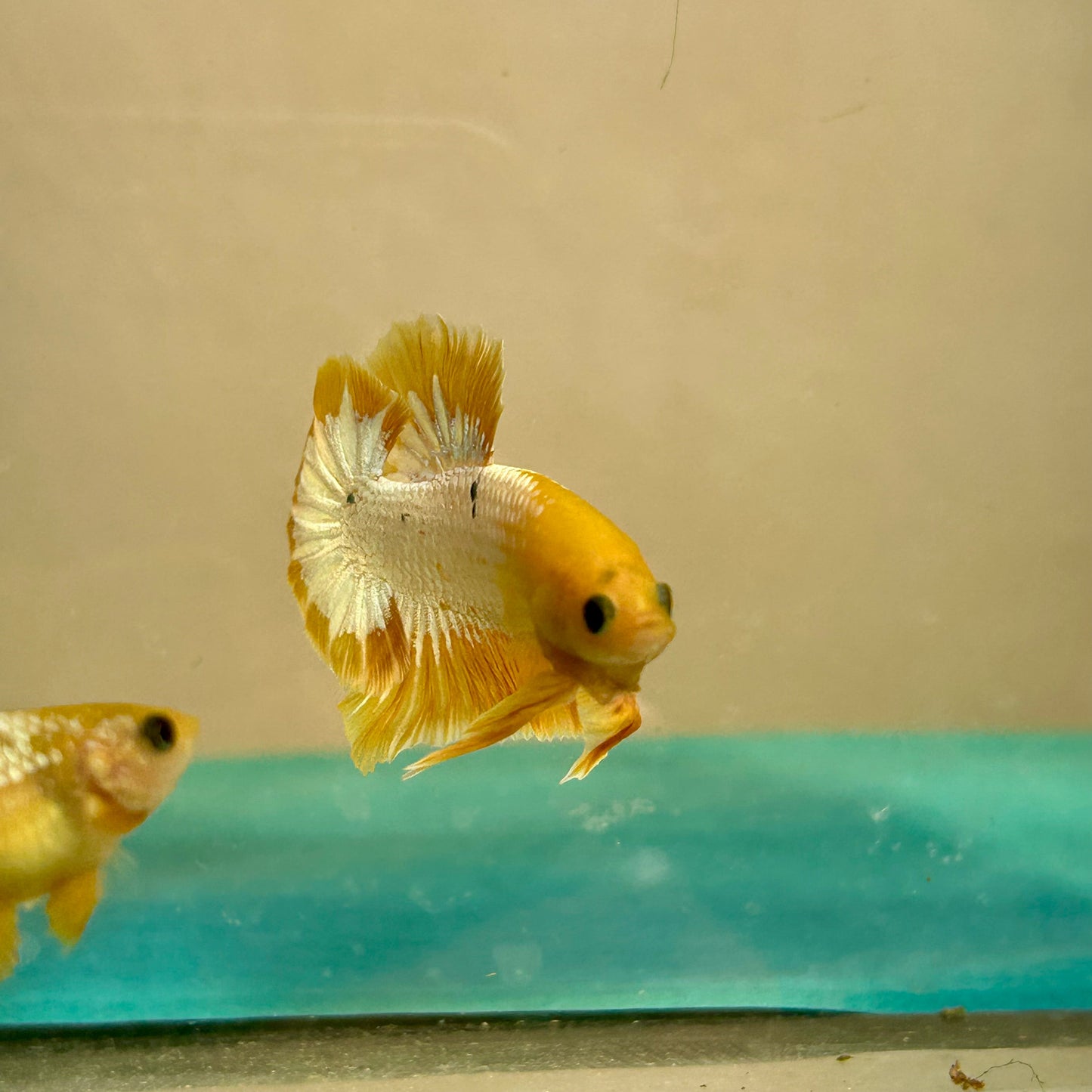 Yellow Fancy Star Plakat - Male Betta 92