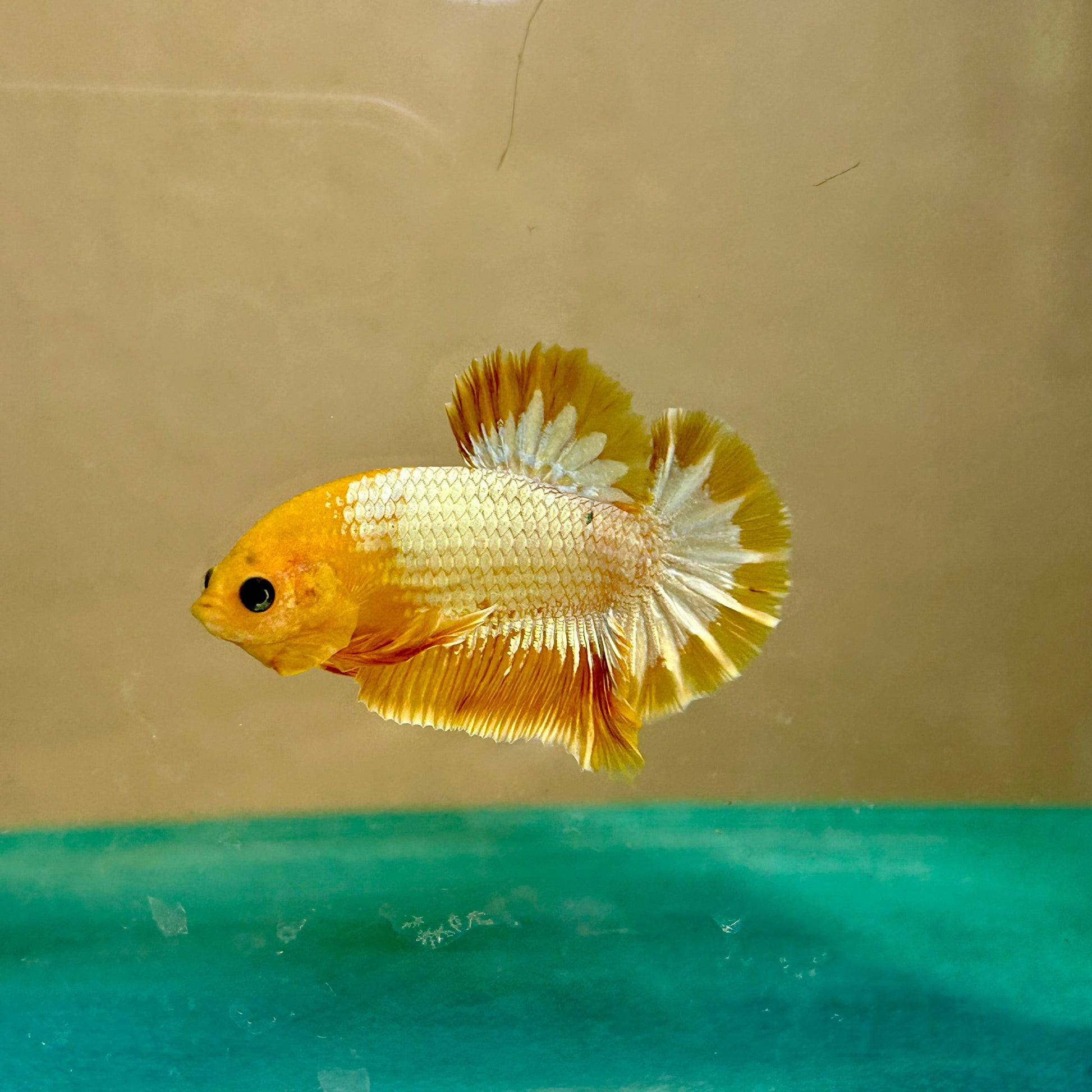 Yellow Fancy Star Plakat - Male Betta 92