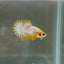 Yellow Fancy Startail S25 Plakat - Male Betta