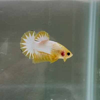 Yellow Fancy Startail S25 Plakat - Male Betta