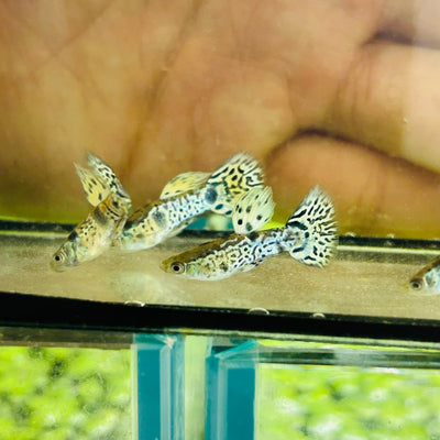 Yellow King Cobra Short Body - Guppy