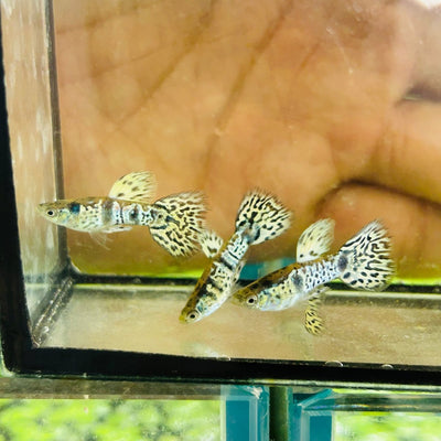 Yellow King Cobra Short Body - Guppy