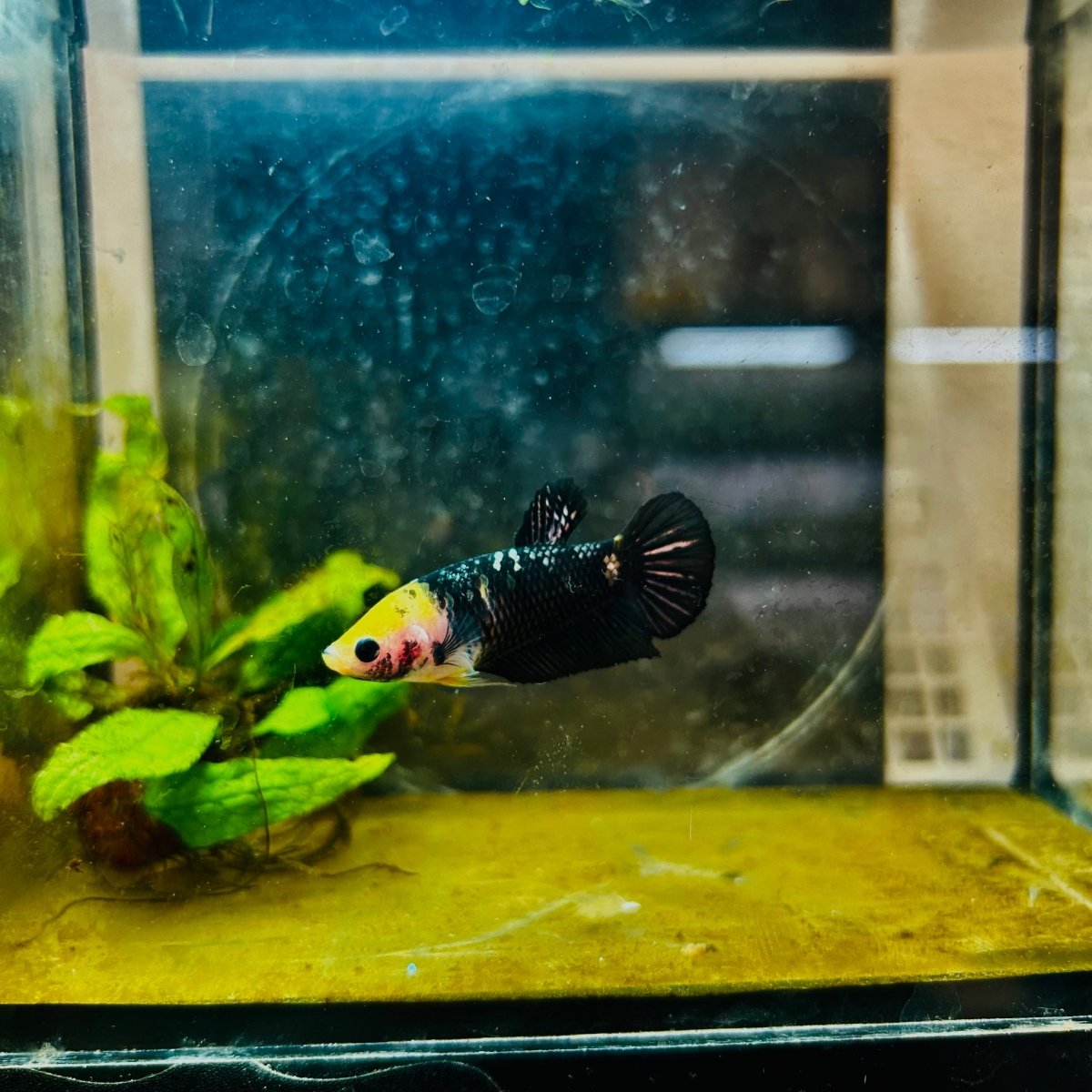 Yellow Koi Bumble Bee Plakat - Female Betta 098 Female betta