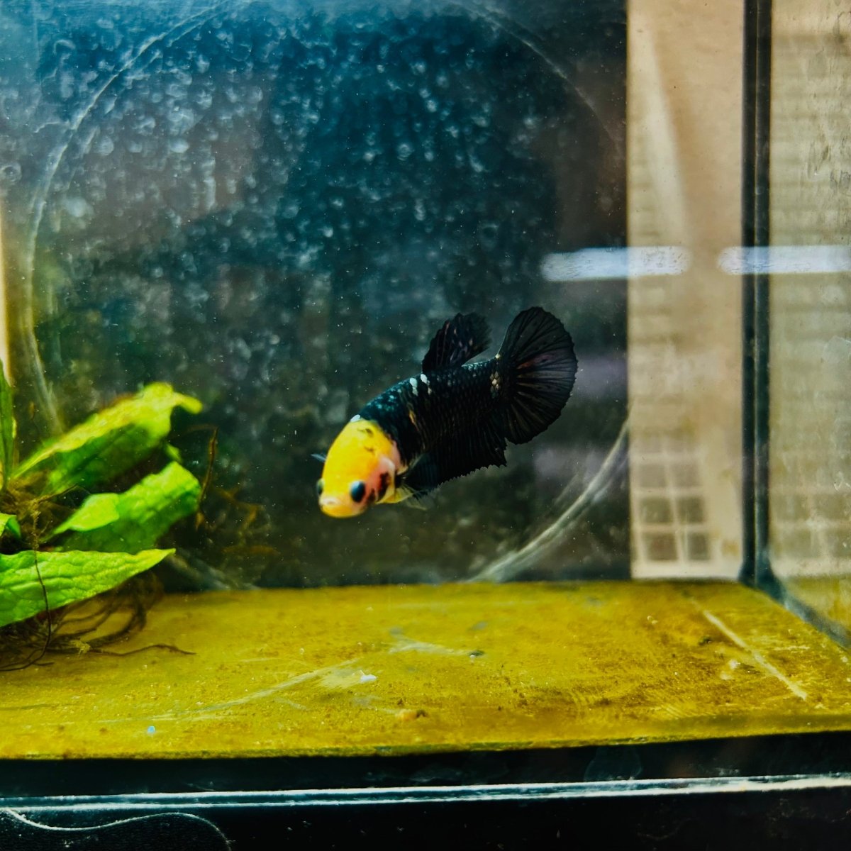 Yellow Koi Bumble Bee Plakat - Female Betta 098 Female betta
