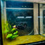 Yellow Koi Bumble Bee Plakat - Female Betta 098 Female betta