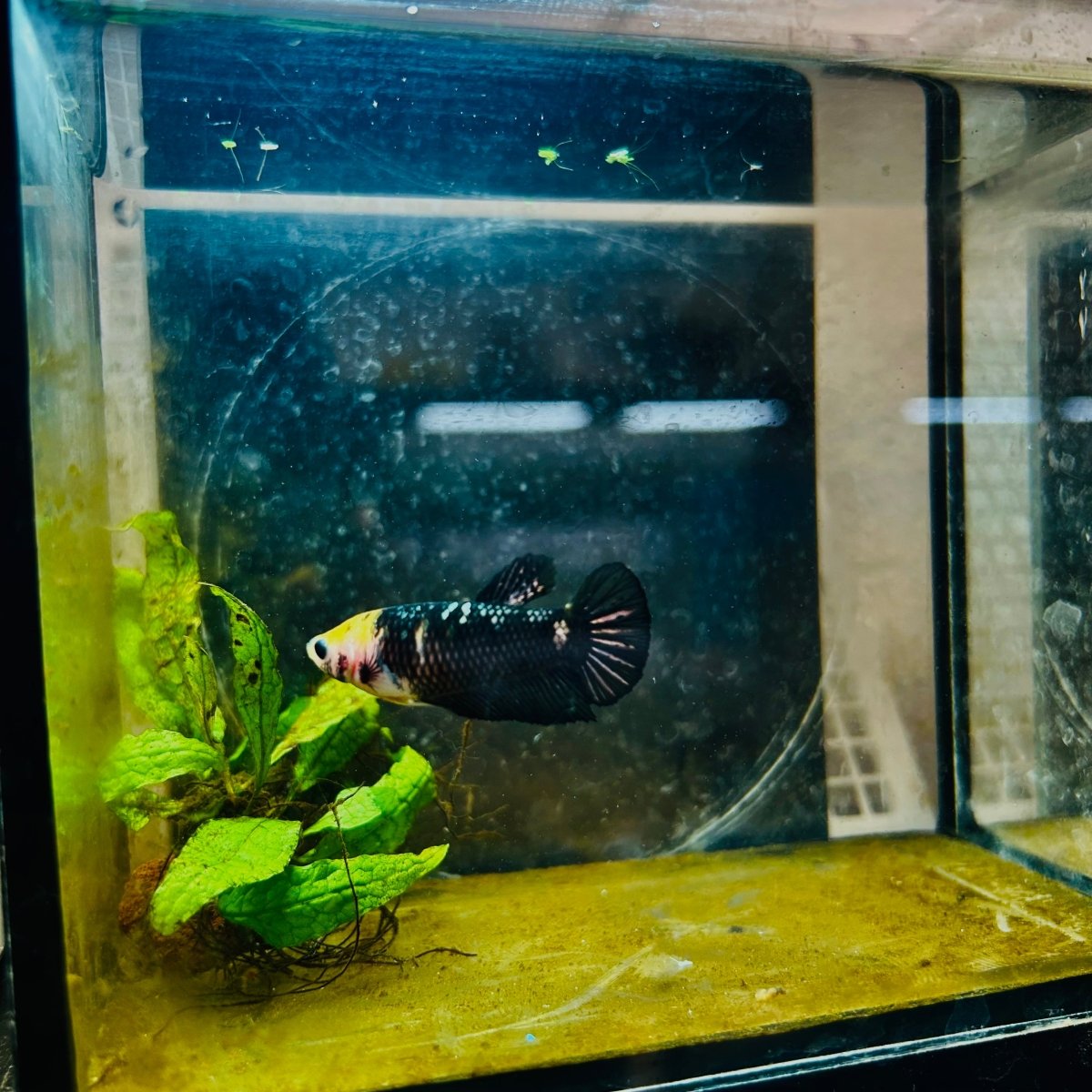 Yellow Koi Bumble Bee Plakat - Female Betta 098 Female betta