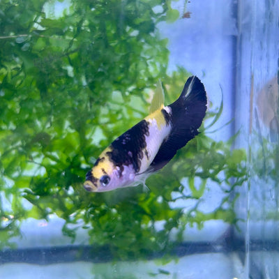 Yellow Koi Bumble Bee Plakat - Female Betta 155 Female betta