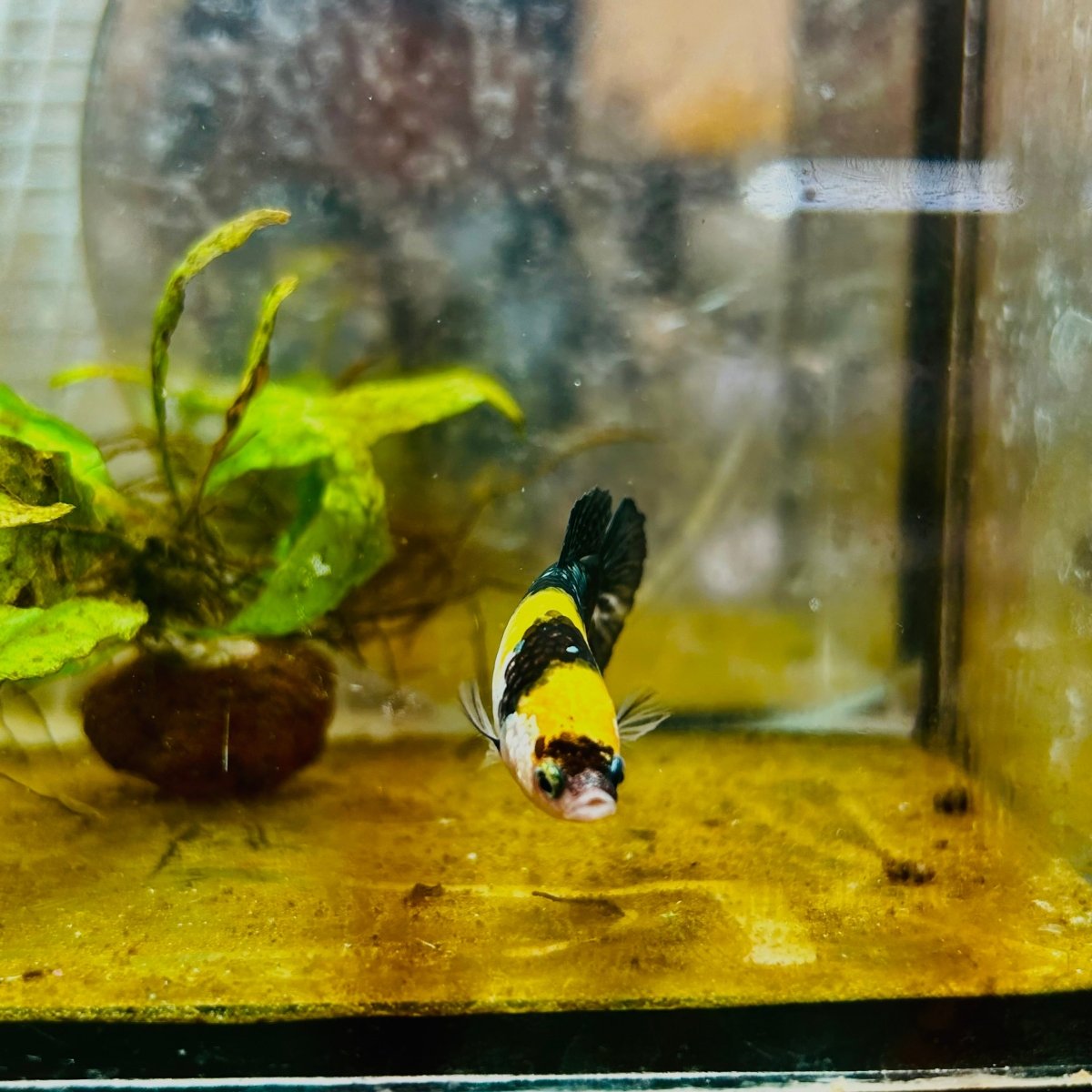 Yellow Koi Bumble Bee Plakat - Female Betta #159
