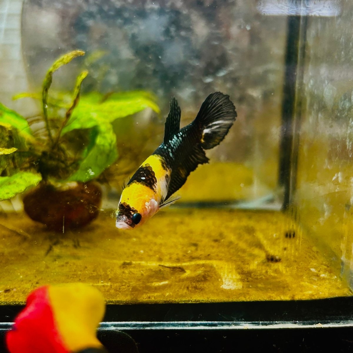Yellow Koi Bumble Bee Plakat - Female Betta #159