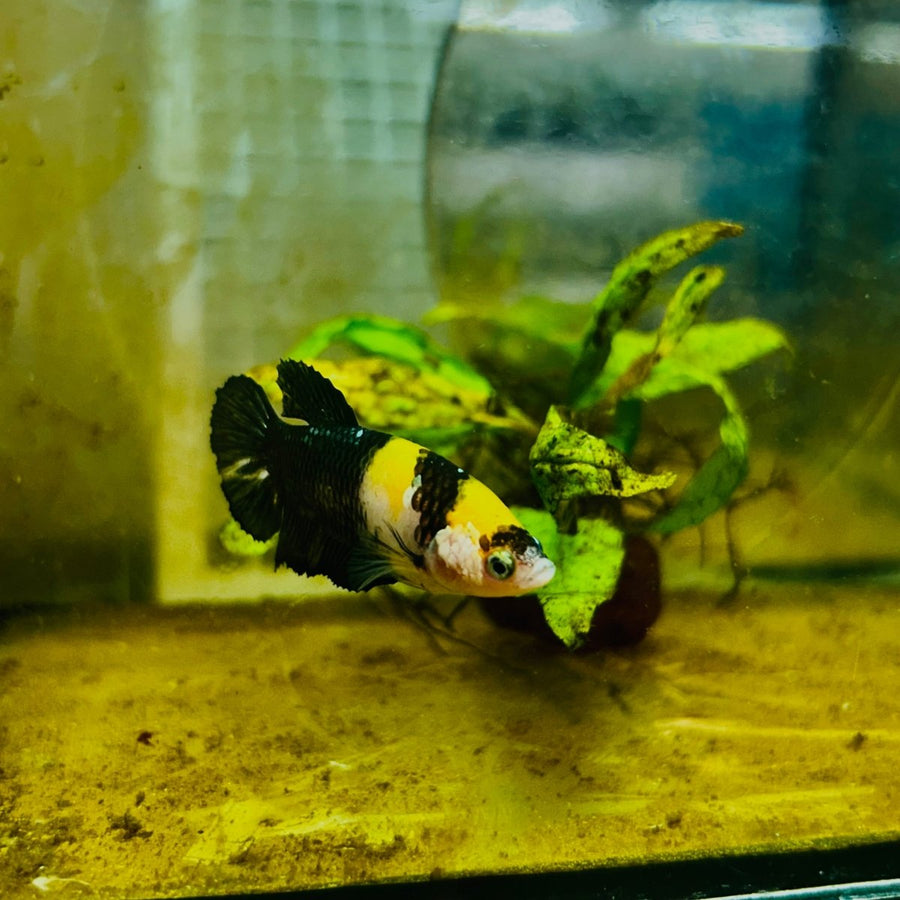 Yellow Koi Bumble Bee Plakat - Female Betta 159 Female betta