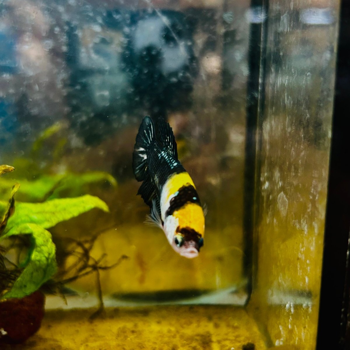 Yellow Koi Bumble Bee Plakat - Female Betta #159