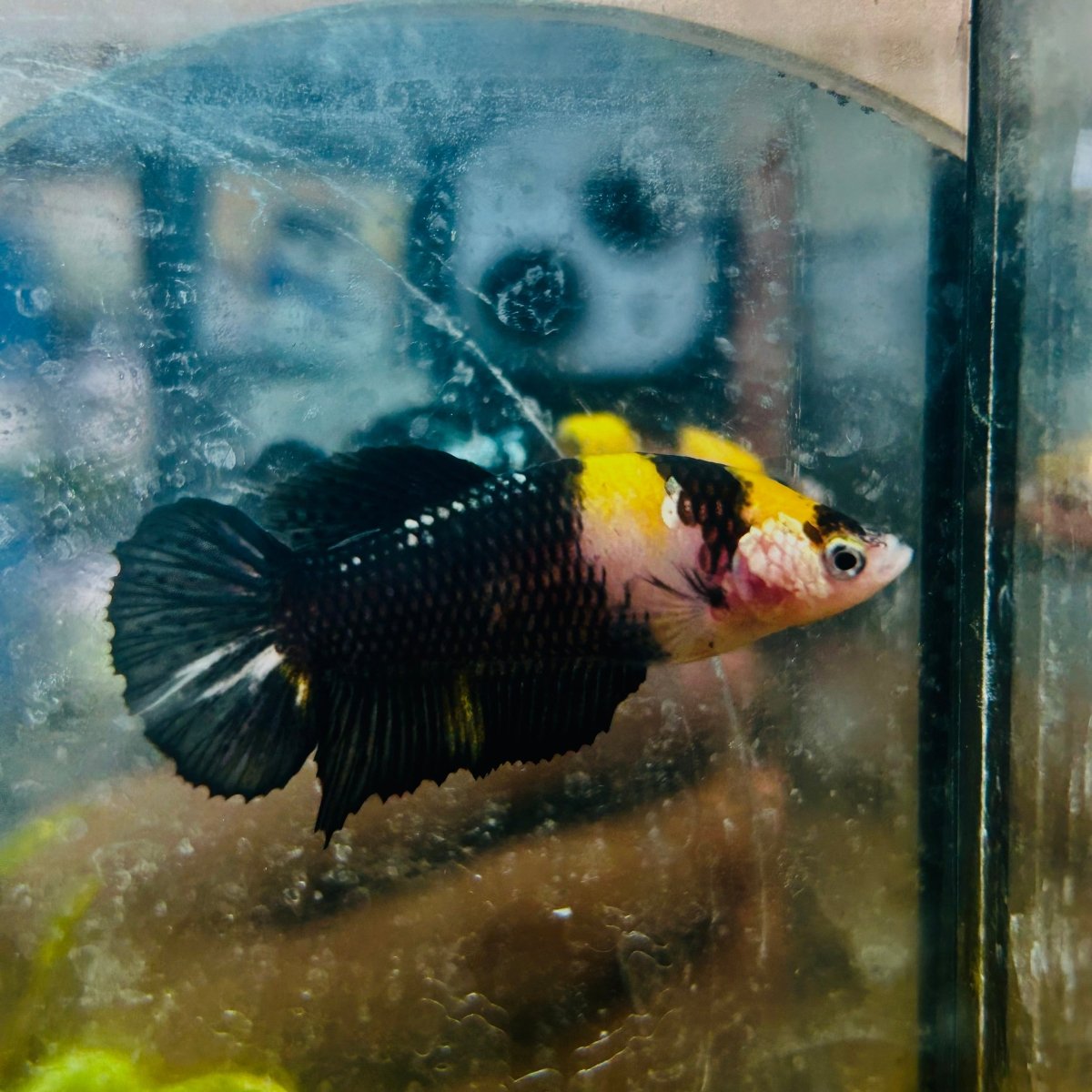 Yellow Koi Bumble Bee Plakat - Female Betta #159