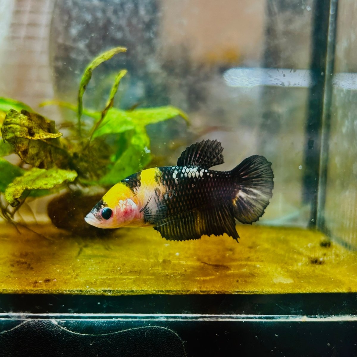 Yellow Koi Bumble Bee Plakat - Female Betta #159