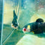Yellow Koi Bumble Bee Plakat - Female Betta 162 Female betta