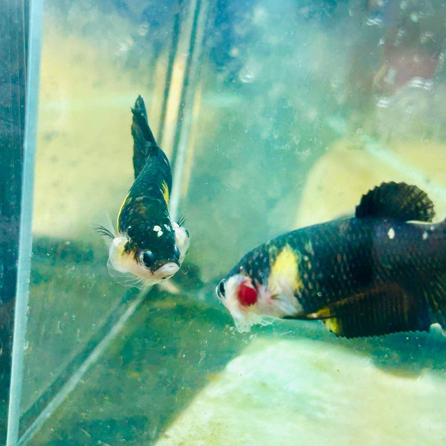 Yellow Koi Bumble Bee Plakat - Female Betta 162 Female betta