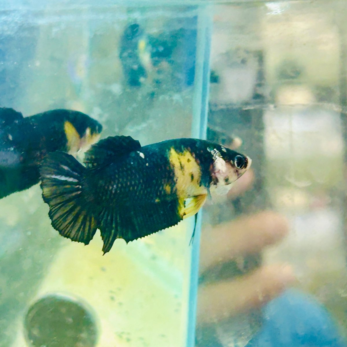 Yellow Koi Bumble Bee Plakat - Female Betta #162