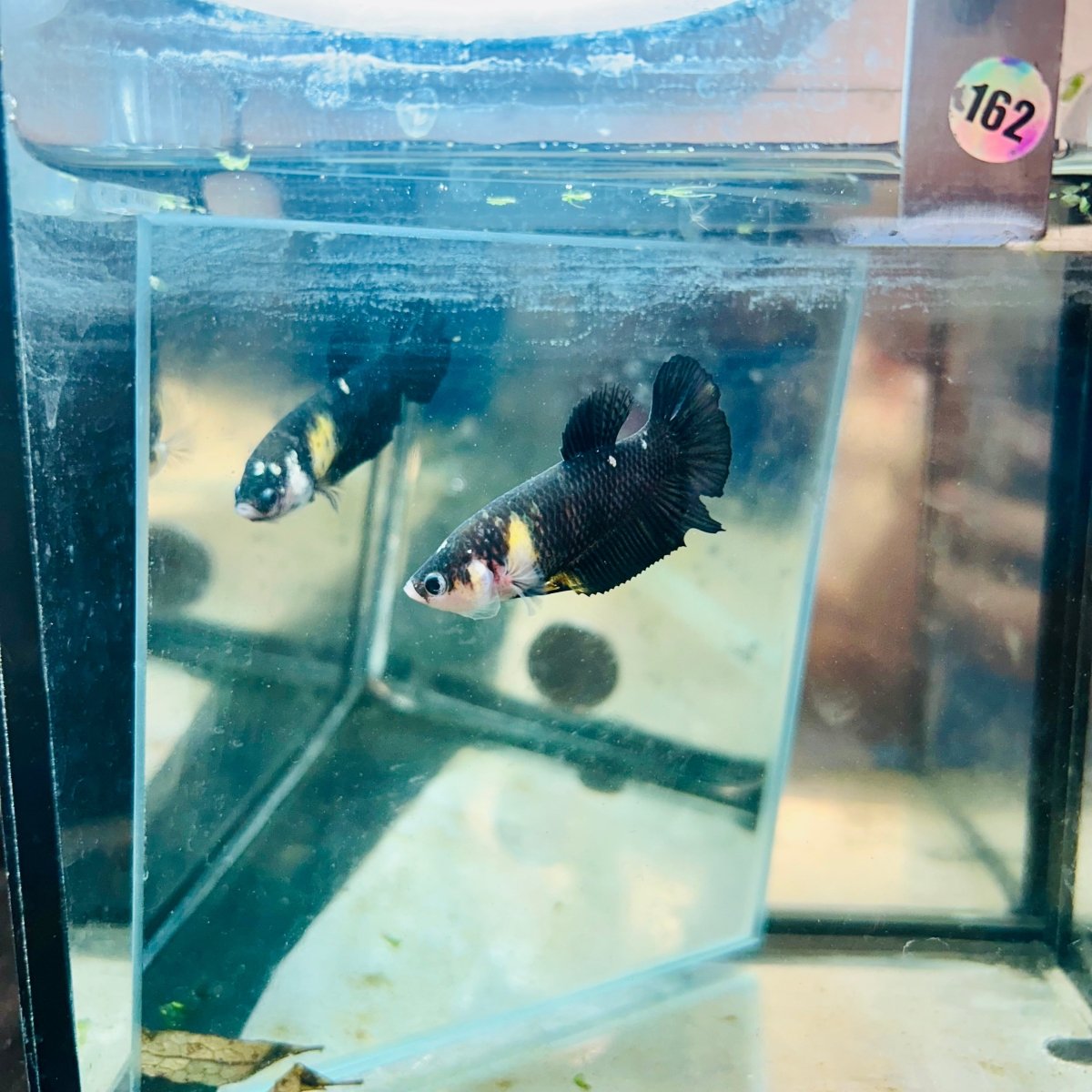 Yellow Koi Bumble Bee Plakat - Female Betta #162
