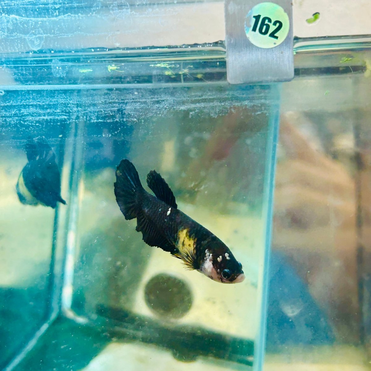 Yellow Koi Bumble Bee Plakat - Female Betta #162