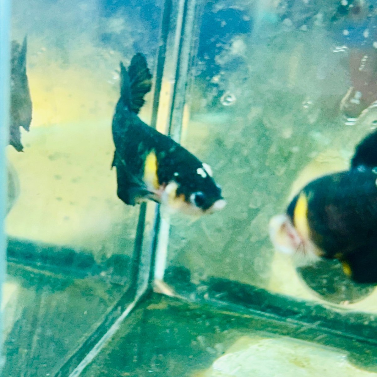 Yellow Koi Bumble Bee Plakat - Female Betta #162