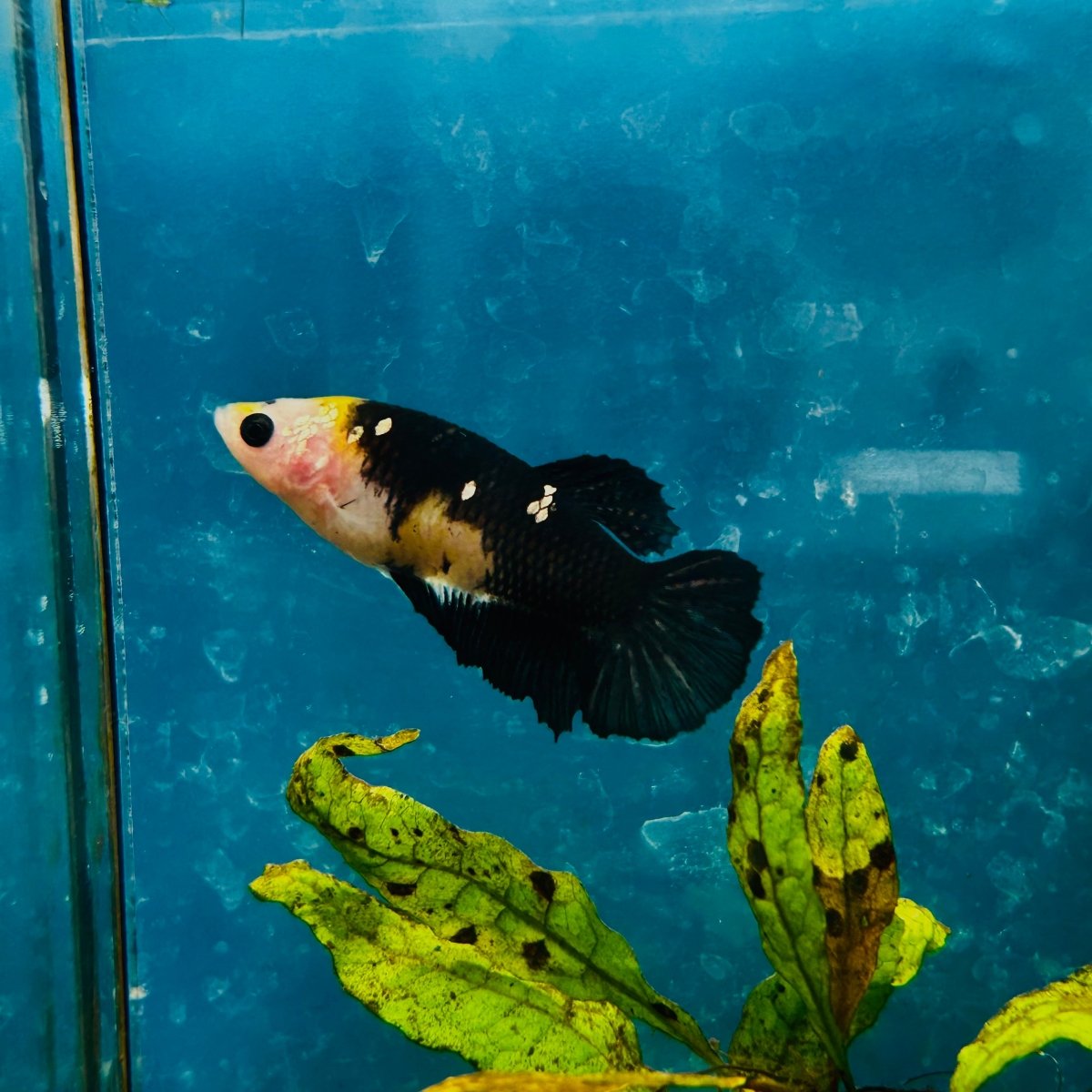 Yellow Koi Bumble Bee Plakat - Female Betta 164 Female betta